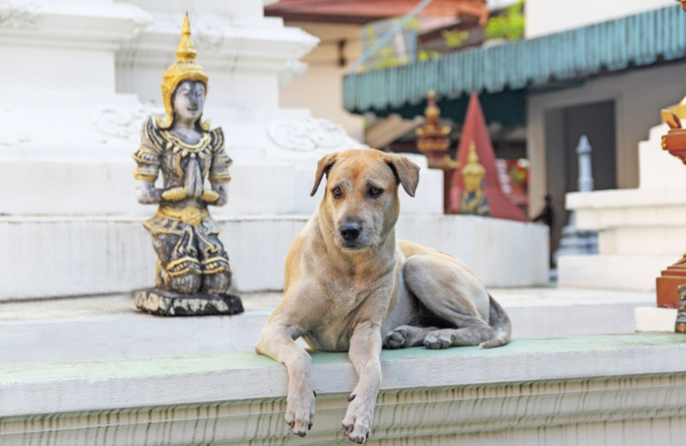 6- Köpek Tapınakları