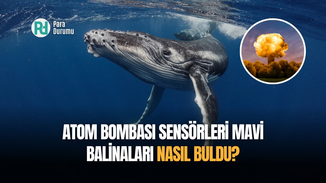 Atom bombası sensörleri mavi balinaları nasıl buldu?