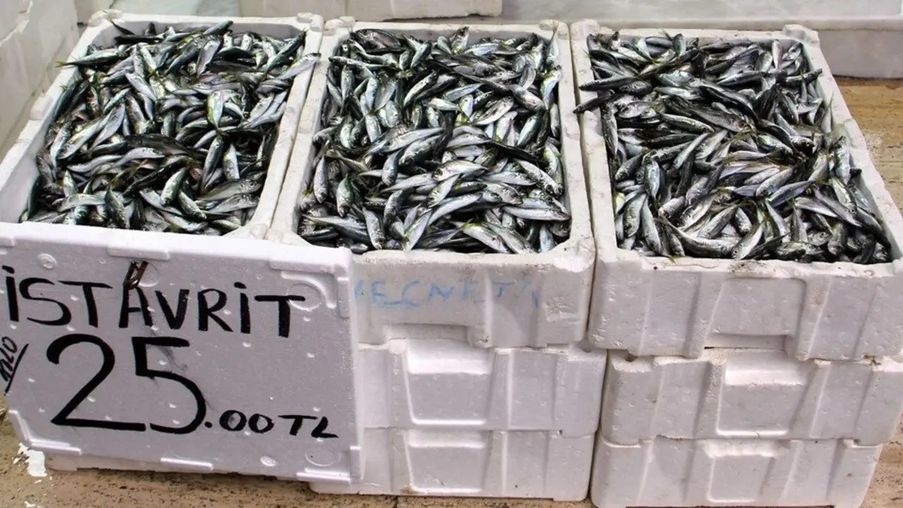 Karadeniz’de hamsi tahttan indi, istavrit sahneyi aldı!