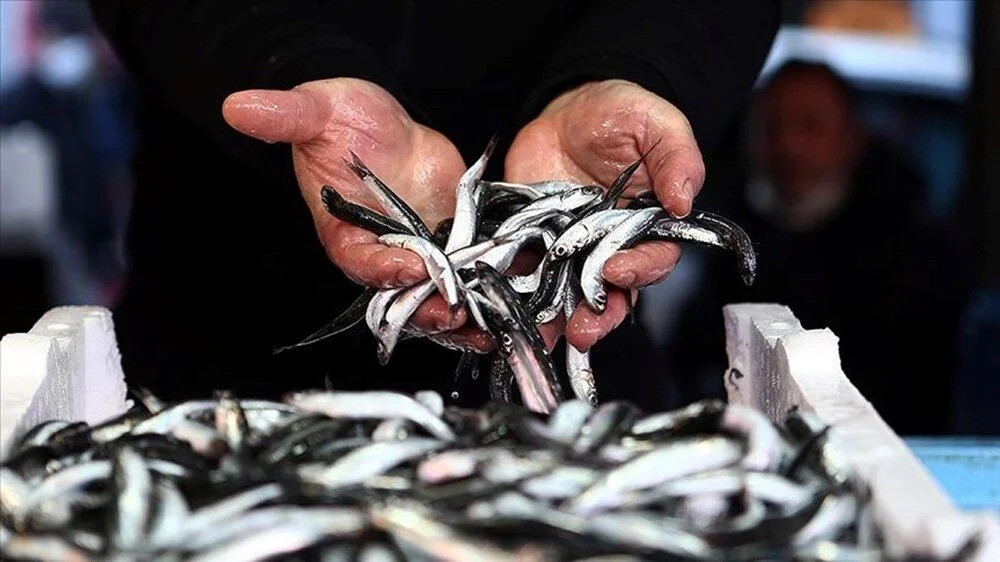 Hamsi, Palamut, Levrek... Ekim Ayında Hangi Balık Daha Uygun? Fiyatlar Ne Durumda?