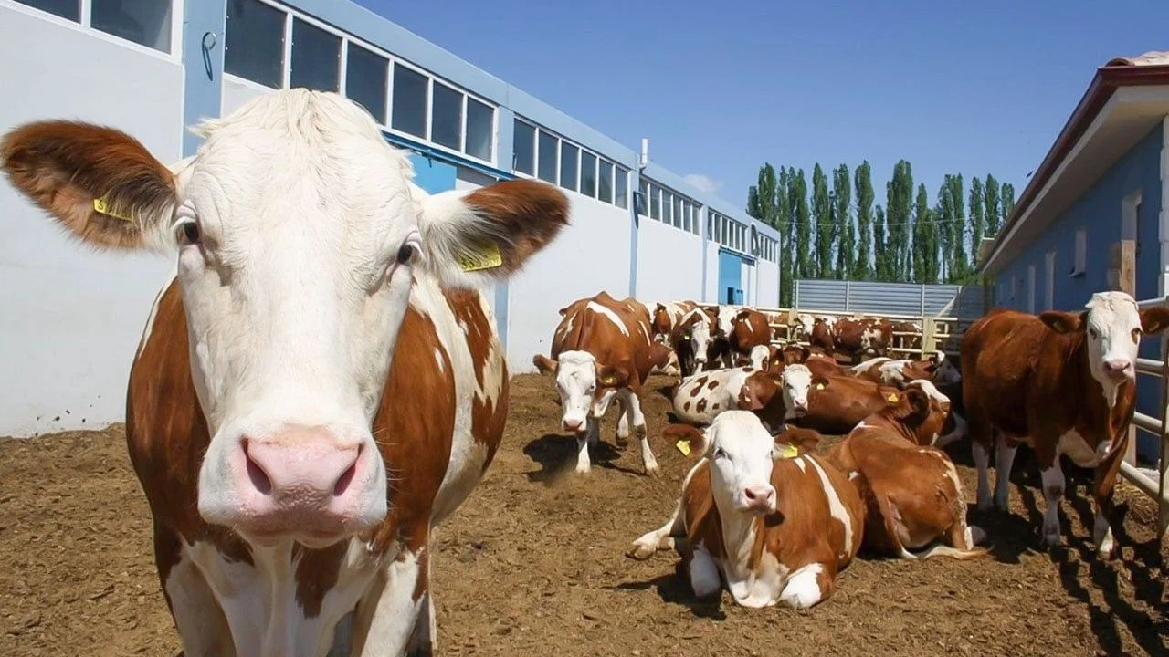 Genç ve Kadınlara Özel Yem Desteği! İşte Nakit Yem Desteği Detayları…