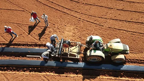 Muğla'da San Andreas Çileği ile Kırsal Kalkınma ve Kadın İstihdamında Yeni Bir Dönem
