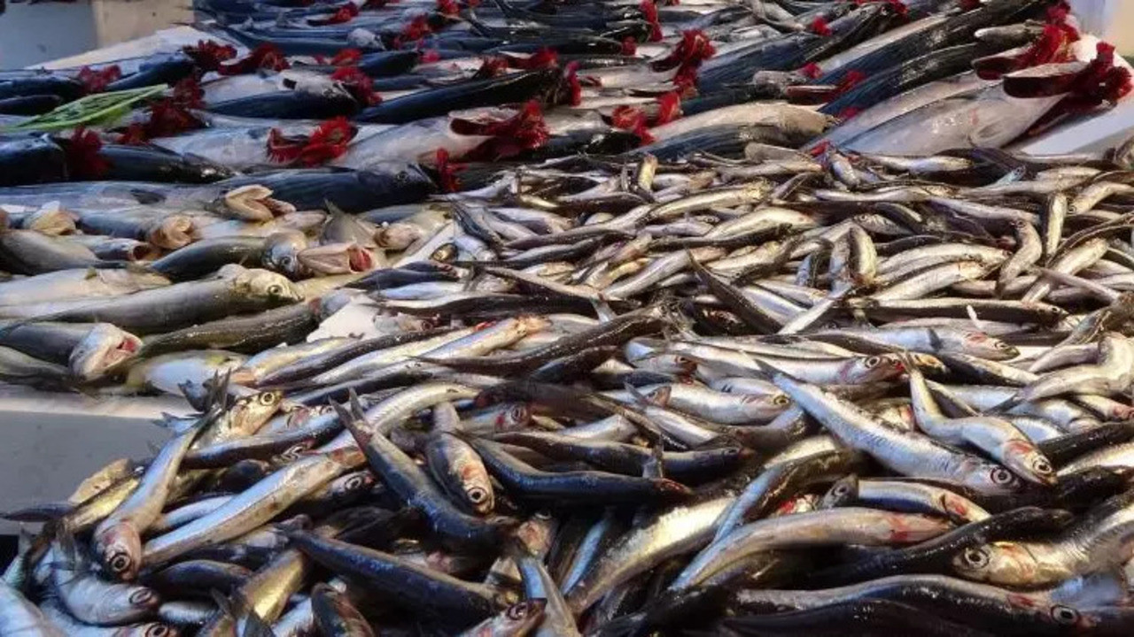 Hamsi bereketi ihracatta kendini gösterdi!