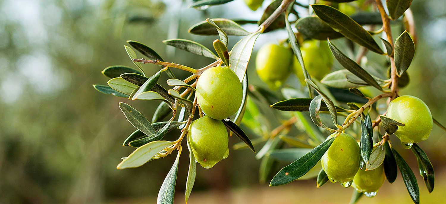 Marmarabirlik'ten zeytin üreticisine 860 milyon liralık kredi desteği