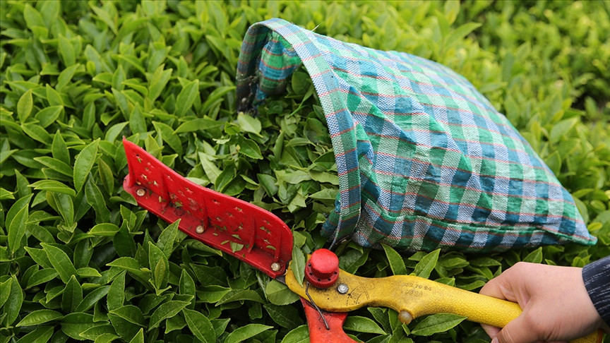 ÇAYMER yaş çay fiyatını açıkladı