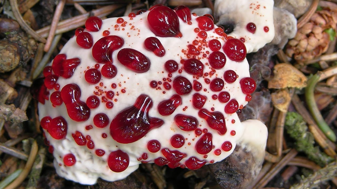 Ölümcül mantar salgını riski artıyor! Bunlara dikkat!