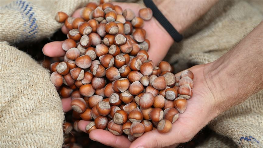 8 ayda 337 bin tonun üzerinde fındık işlem gördü