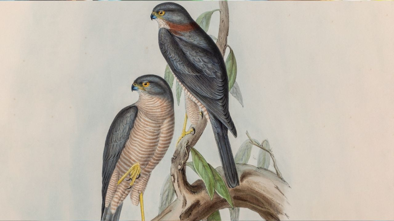 Pera Klasikleri Yeni Sezona “Çellonun Hikâyesi”yle Başlıyor!