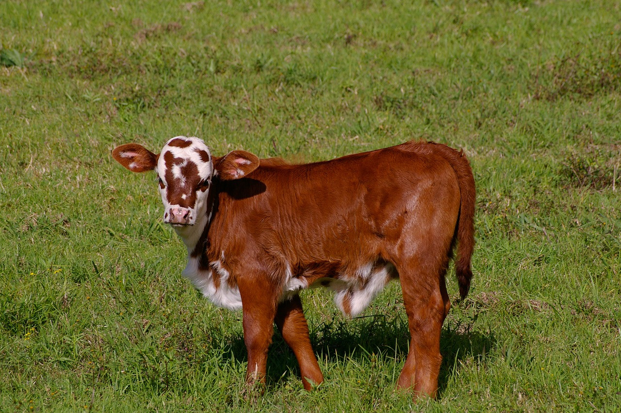 Üreticiye 58 Milyon Liralık Buzağı Desteği Yapılacağı Açıklandı!