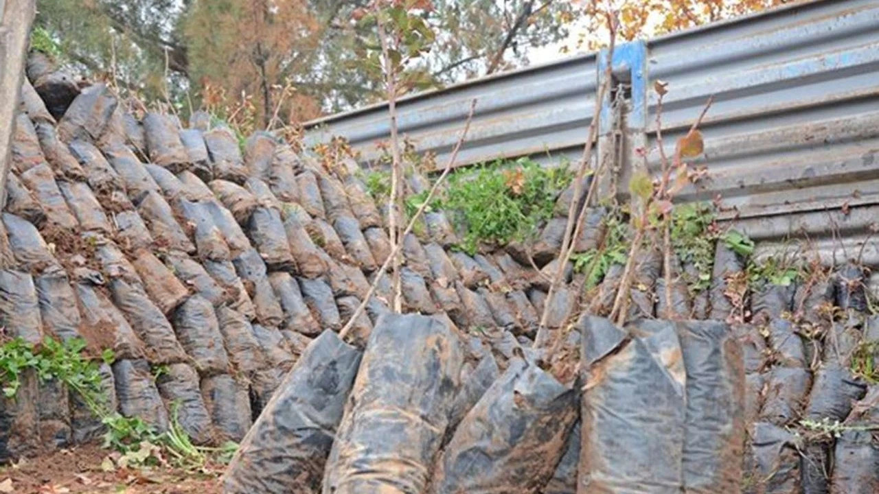 ÇİFTÇİLERE Müjde! Yüzde 85 Hibeli Fidan Dağıtımı Başlıyor: İşte Başvuru Tarihleri ve Şartlar