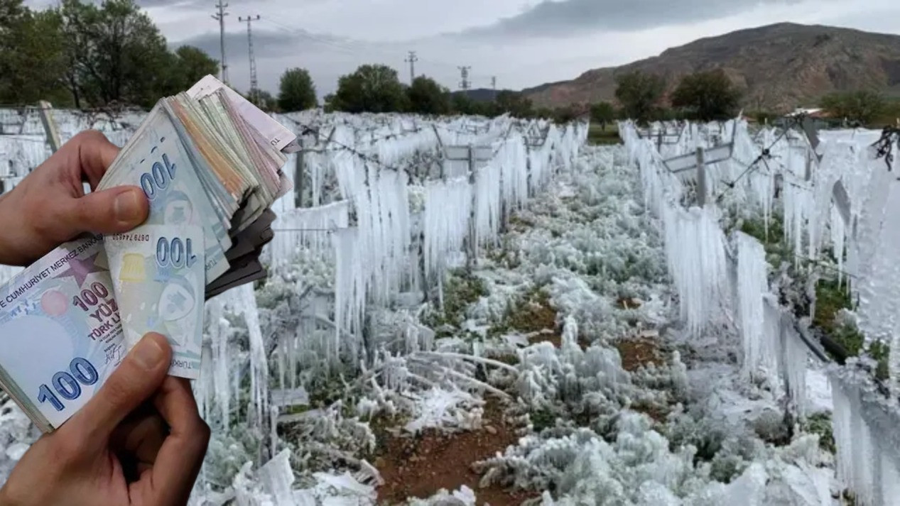 TARIMDA REKOR ÖDEME! Zirai Don ve Kuraklık Vurdu: Üreticilere 33 Milyar Liralık Hasar Ödemesi!