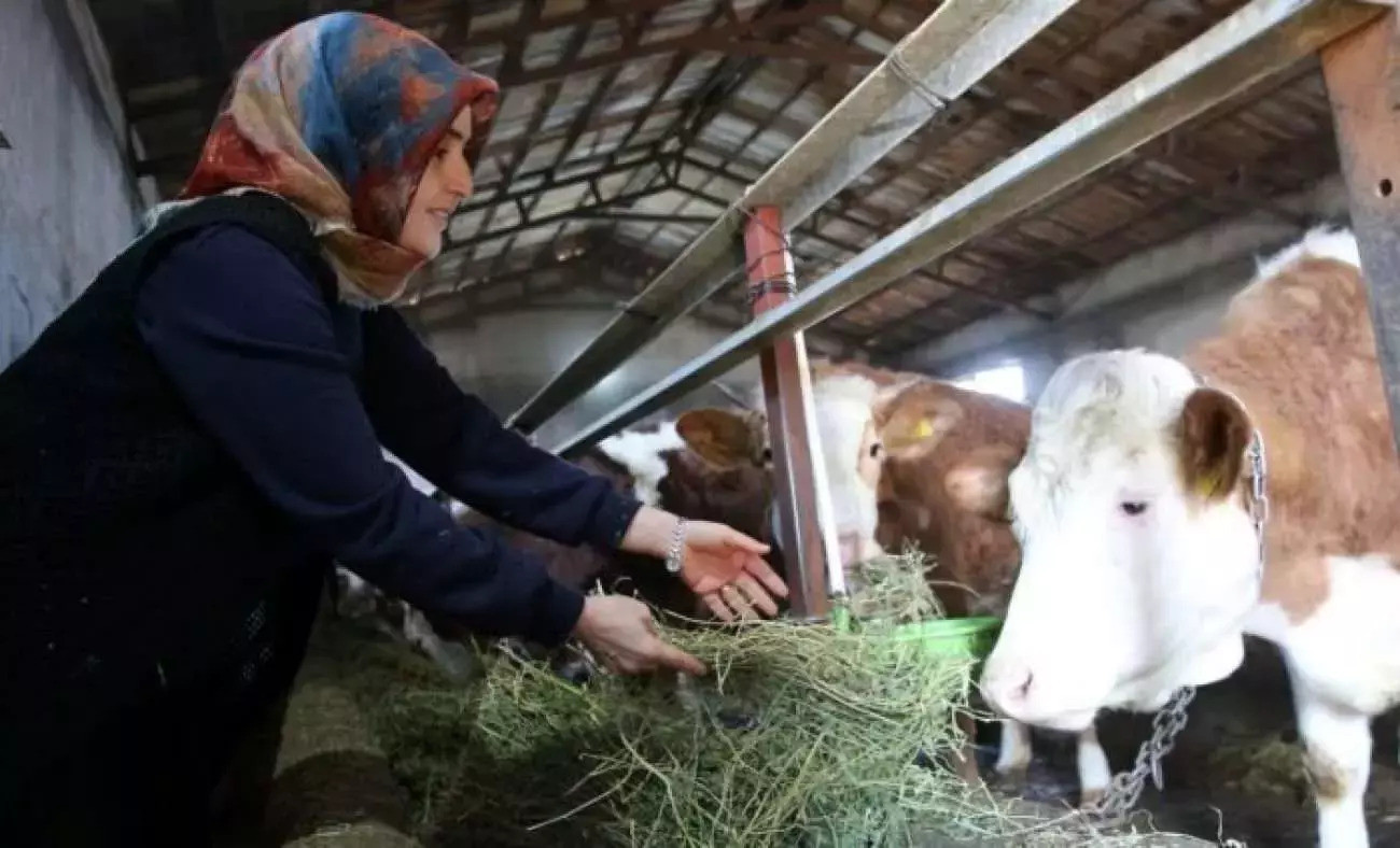 250 bin lira hibe desteğiyle 2 yılda 6'ya katladı: Girişimci Kadın Tüm İlçeye Süt Satıyor