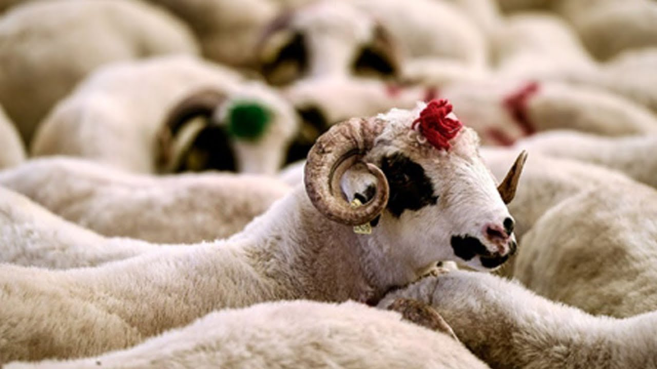 Kurban Bayramı Hazırlıkları Başladı: Kurbanlık Fiyatları 80 Bin TL'ye Kadar Çıkıyor!