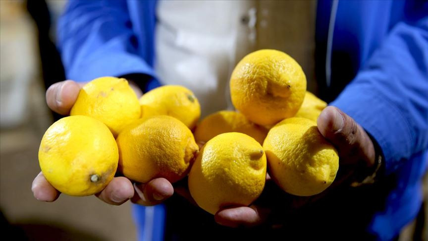Bakanlık Duyurdu: Limon İhracatı Durduruldu!