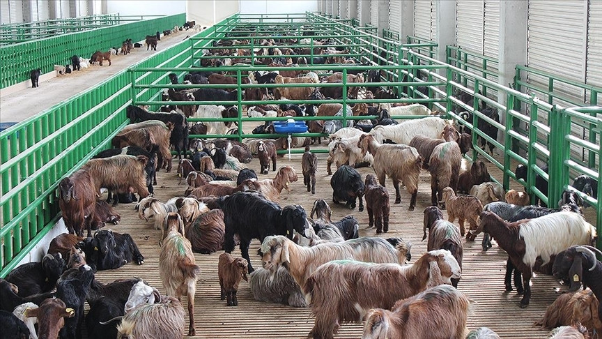 İkinci Dönem Büyük ve Küçükbaş Hayvancılık Destekleme Başvuruları Başladı!