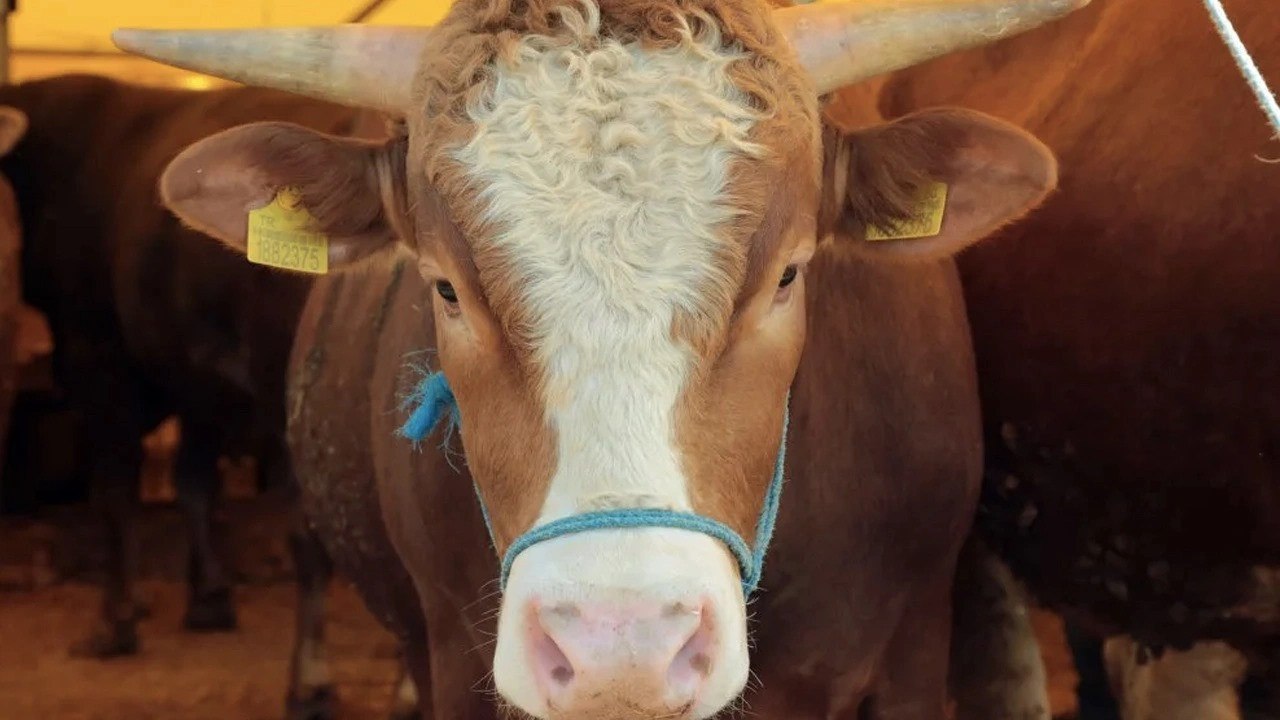 2025 Kurbanlık Fiyatları Belli Oldu: Dana, Koyun, Küçükbaş Ve Büyükbaş Kurbanlık Fiyatları Ne Kadar?