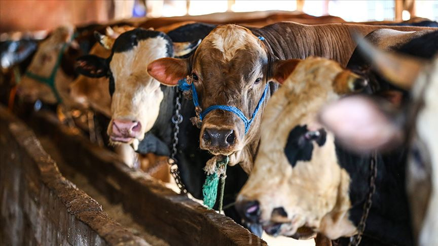 2025 Kurbanlık Fiyatları Belli Olmaya Başladı: İşte İl İl Kurbanlık Fiyatları…