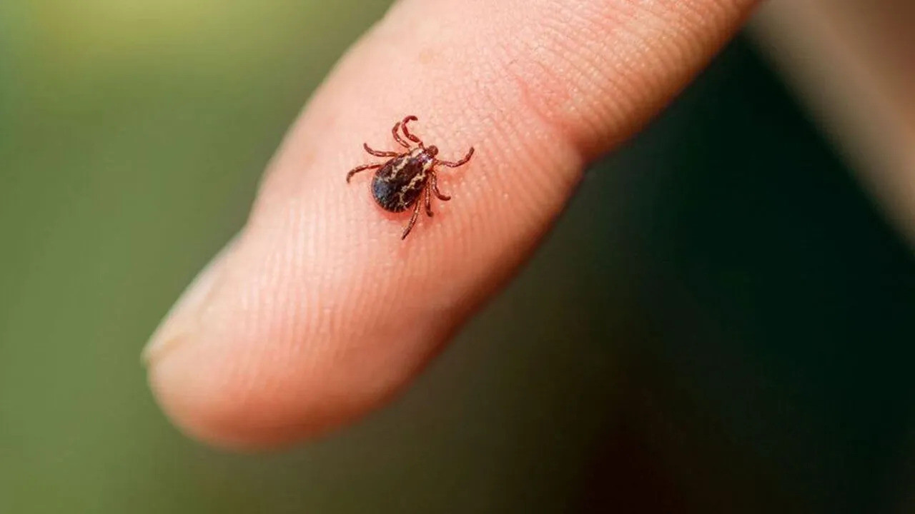 Kenelere Karşı Uzmanından Kritik Uyarı: Kapalı Giysiler Giyin ve Panik Yapmayın!