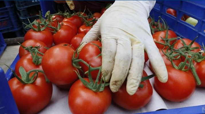 Türkiye'nin Yaş Sebze İhracatı 822 Milyon Dolara Ulaştı: Domates ve Biber Zirvede
