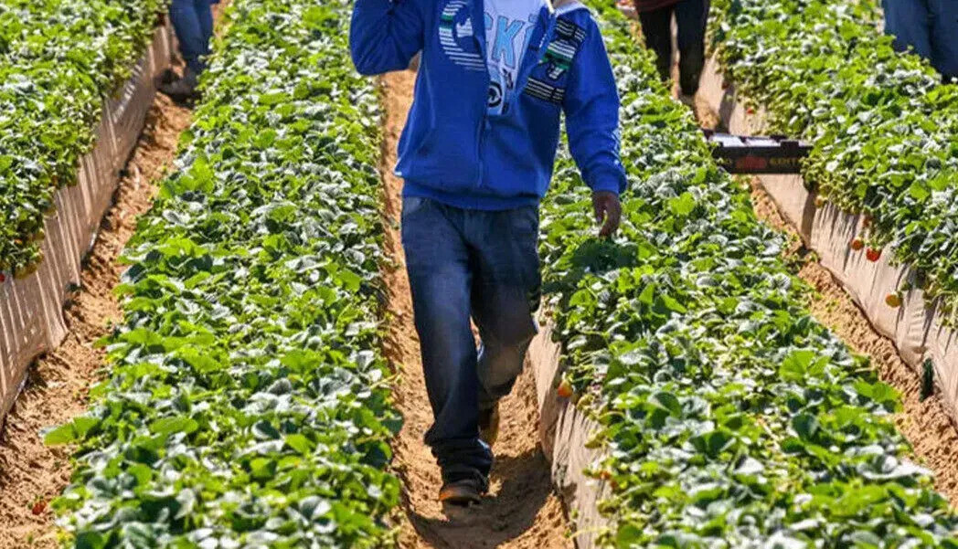 Tarım İşçisi Maaşlarında Uçurum: Rize’de Rekor, Hatay’da Hayal Kırıklığı!