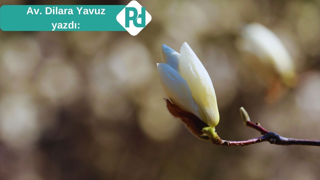 Çekirdekten Filize: Kadınların Cesareti