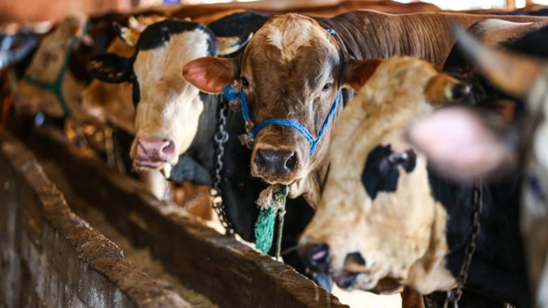 2026 Kurbanlık Fiyatları Belli Oldu! Büyükbaş ve Küçükbaş Canlı Kilo Fiyatı Ne Kadar?