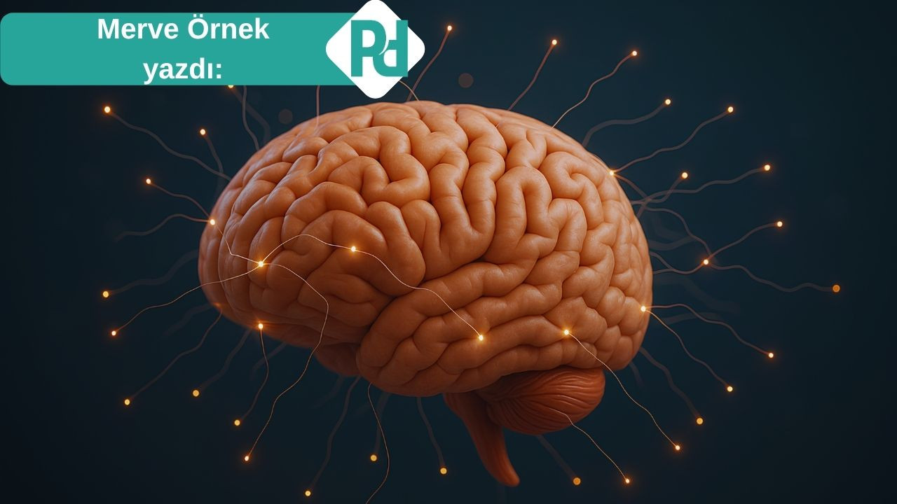 Yaşadığımız Çevrenin Alzheimer ve Demansla Doğrudan Bağlantısı