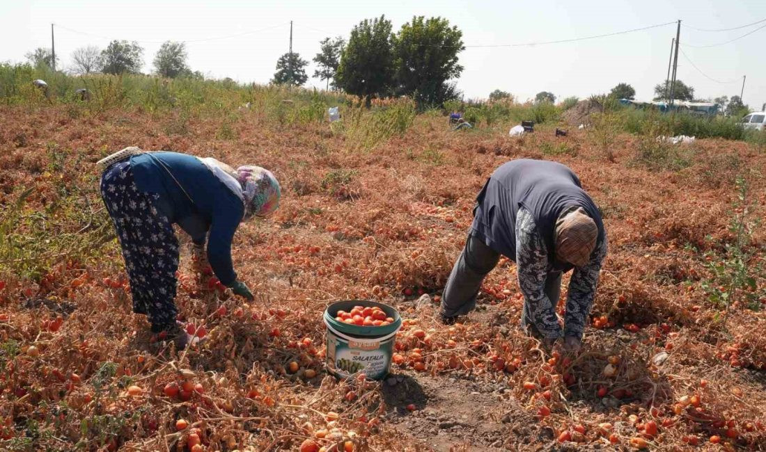 Gıda Piyasasında Dev Operasyon: Ölü Çiftçiler Adına Makbuz Düzenleyip Maliyet Şişirmişler