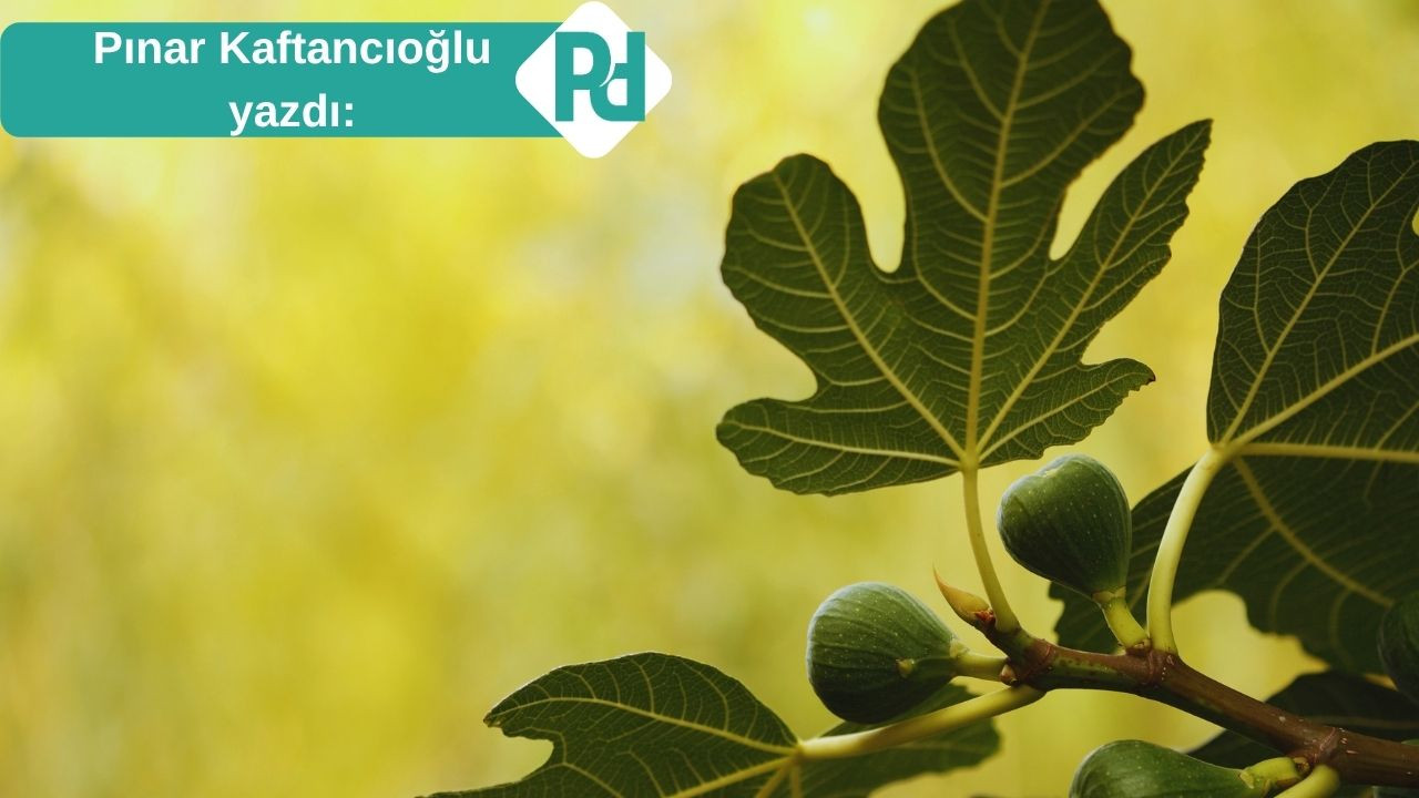 İncir ve Yalanları Mevsimi